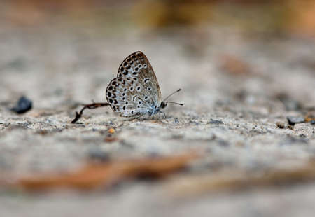 Butterfly (Zizeeria maha okinawana) Blue Grey Butterfly.の写真素材