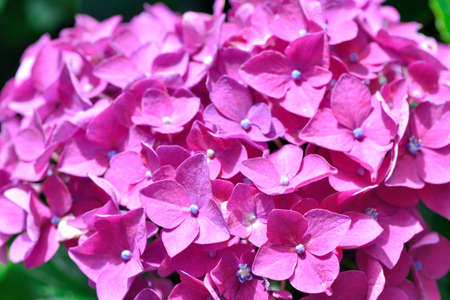 Hydrangea blooms on the background of the summer, in Taiwan.