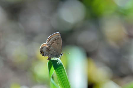 Butterfly from the Taiwan(Chilades laius koshuensis Matsumura, 1919.)little butterflyの写真素材