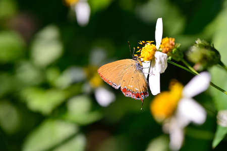 Butterfly from the Taiwan (Heliophorus ila matsumurae) Red Edge yellow little butterfly