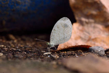 Butterfly (Jamides alecto dromicus) Psyche butterfly.の写真素材