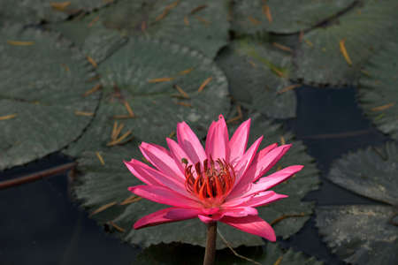 Pink color lily flower (Nelumbo lotus) backgroundの写真素材