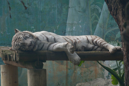 The Bengal White Tiger (Panthera tigris tigris) in a safari park in Taiwan.の写真素材