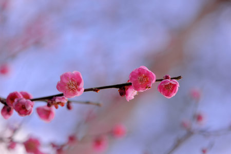 Pink plum blossoms in winter, on the mountain in Wuling Farm, Taiwanの写真素材
