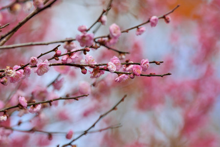 Pink plum blossoms in winter, on the mountain in Wuling Farm, Taiwanの写真素材