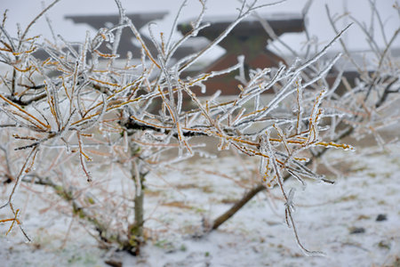 Frozen plant (rime),in Hehuan Mountain, Taiwan.の写真素材