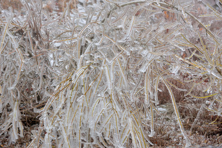 Frozen plant (rime),in Hehuan Mountain, Taiwan.の写真素材