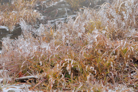 Frozen plant (rime),in Hehuan Mountain, Taiwan.の写真素材