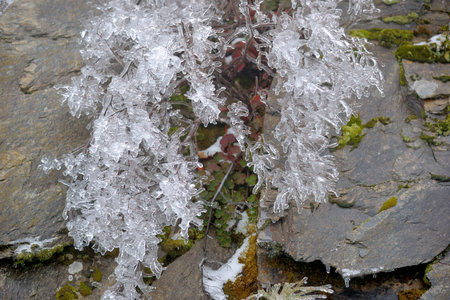 Frozen plant (rime),in Hehuan Mountain, Taiwan.の写真素材