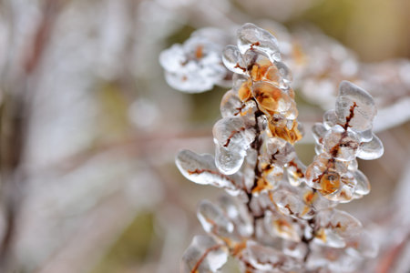 Frozen plant (rime),in Hehuan Mountain, Taiwan.の写真素材