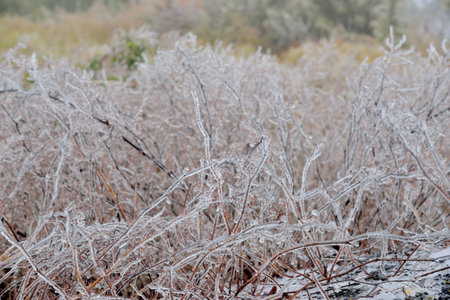 Frozen plant (rime),in Hehuan Mountain, Taiwan.の写真素材