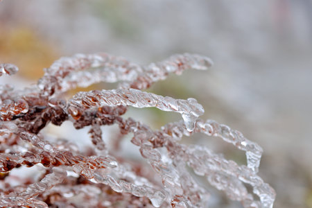 Frozen plant (rime),in Hehuan Mountain, Taiwan.の写真素材