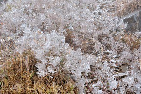 Frozen plant (rime),in Hehuan Mountain, Taiwan.の写真素材