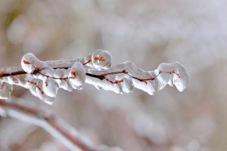 Frozen plant (rime),in Hehuan Mountain, Taiwan.の写真素材