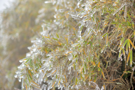 Frozen plant (rime),in Hehuan Mountain, Taiwan.の写真素材
