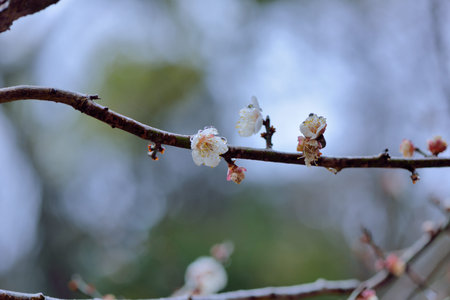 Plum blossoms blooming in winter.の写真素材