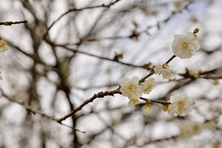 Plum blossoms blooming in winter.の写真素材