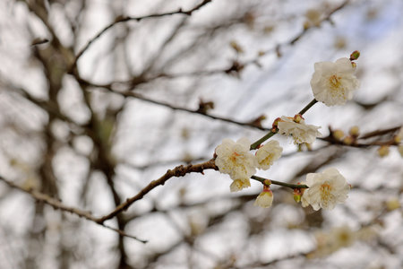 Plum blossoms blooming in winter.の写真素材