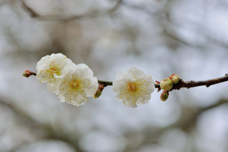 Plum blossoms blooming in winter.の写真素材