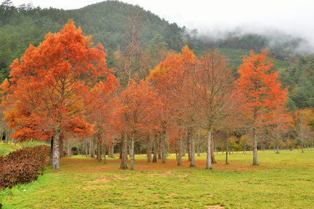 Colorful winter deciduous cypress tree,in Wuling Farm, Taiwan.の写真素材