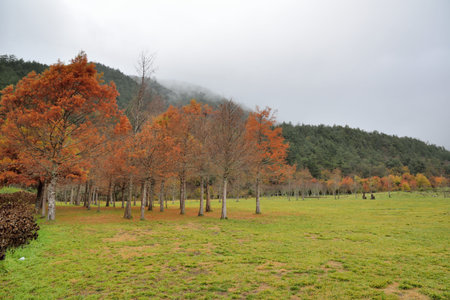 Colorful winter deciduous cypress tree,in Wuling Farm, Taiwan.の写真素材