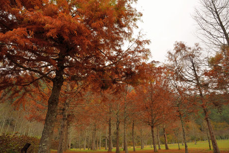 Colorful winter deciduous cypress tree,in Wuling Farm, Taiwan.の写真素材
