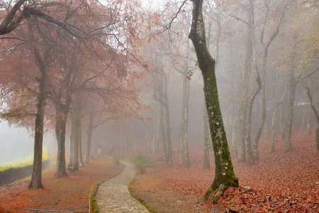 Colorful winter deciduous cypress tree,in Wuling Farm, Taiwan.の写真素材