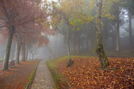 Colorful winter deciduous cypress tree,in Wuling Farm, Taiwan.の写真素材