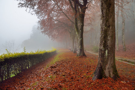 Colorful winter deciduous cypress tree,in Wuling Farm, Taiwan.の写真素材