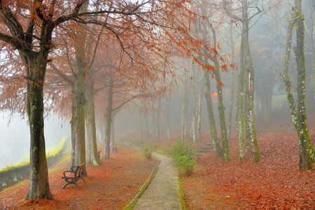 Colorful winter deciduous cypress tree,in Wuling Farm, Taiwan.の写真素材