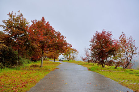 Formosan Sweet Gum, Fragrant Maple, Beautiful Sweetgum (Liquidambar formosana Hance)の写真素材