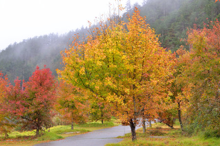 Formosan Sweet Gum, Fragrant Maple, Beautiful Sweetgum (Liquidambar formosana Hance)の写真素材