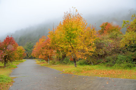 Formosan Sweet Gum, Fragrant Maple, Beautiful Sweetgum (Liquidambar formosana Hance)の写真素材