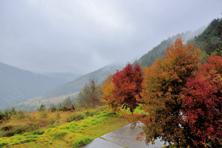 Formosan Sweet Gum, Fragrant Maple, Beautiful Sweetgum (Liquidambar formosana Hance)の写真素材