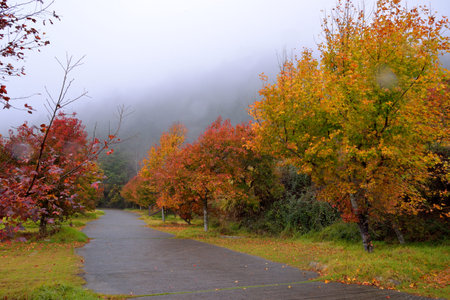 Formosan Sweet Gum, Fragrant Maple, Beautiful Sweetgum (Liquidambar formosana Hance)の写真素材