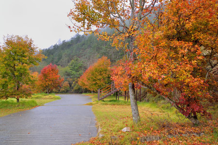 Formosan Sweet Gum, Fragrant Maple, Beautiful Sweetgum (Liquidambar formosana Hance)の写真素材