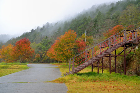 Formosan Sweet Gum, Fragrant Maple, Beautiful Sweetgum (Liquidambar formosana Hance)の写真素材