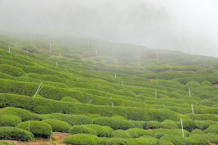 Tea garden landscape in the mountains, Taiwanの写真素材