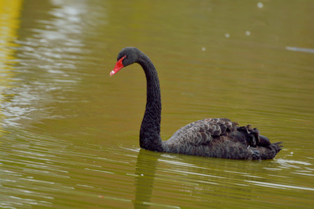 Farm black swan, in Taiwanの写真素材