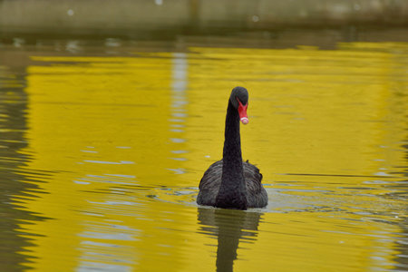 Farm black swan, in Taiwanの写真素材