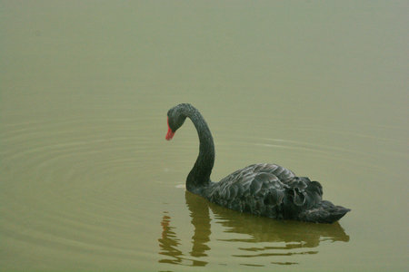 Farm black swan, in Taiwanの写真素材