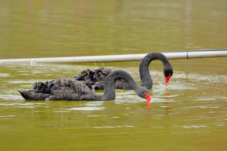 Farm black swan, in Taiwanの写真素材