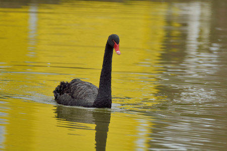 Farm black swan, in Taiwanの写真素材