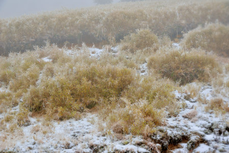 Belongs to the subtropical zone, with snow on the mountain, in Hehuan Mountain, Taiwanの写真素材