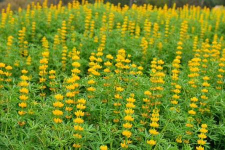 The Dull-Ice Flower(Lupinus micranthus Guss.) in Miaoli County, Taiwan.の写真素材