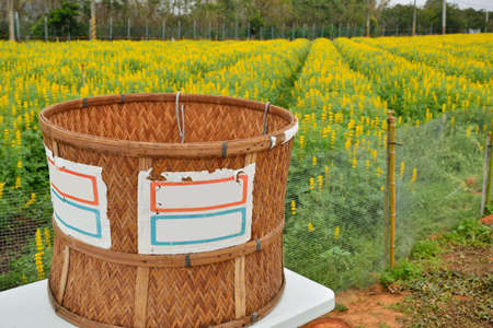 The Dull-Ice Flower(Lupinus micranthus Guss.) in Miaoli County, Taiwan.の写真素材