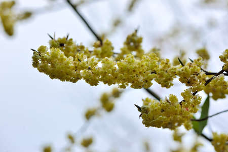 Wild pepper(Litsea cubeba) flower bloom, spire stone in Hsinchu, Taiwanの写真素材