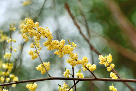 Wild pepper(Litsea cubeba) flower bloom, spire stone in Hsinchu, Taiwanの写真素材