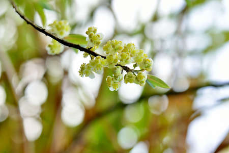 Wild pepper(Litsea cubeba) flower bloom, spire stone in Hsinchu, Taiwanの写真素材