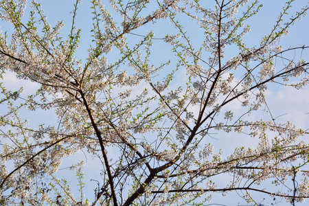 Blooming red and white sakura scenery in the mountains of Taiwan.